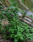 Boehmeria nivea. Вегетирующее растение. Китай, провинция Гуанси, рисовые террасы Лунцзи, глинистый склон, край террасы. 30.05.2024.