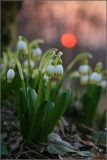Leucojum vernum