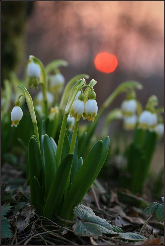 Изображение особи Leucojum vernum.