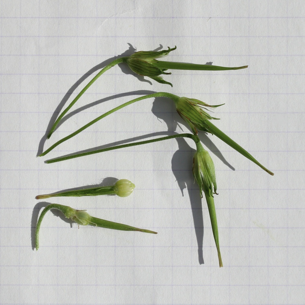 Image of Geranium palustre specimen.