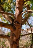 Acacia dealbata