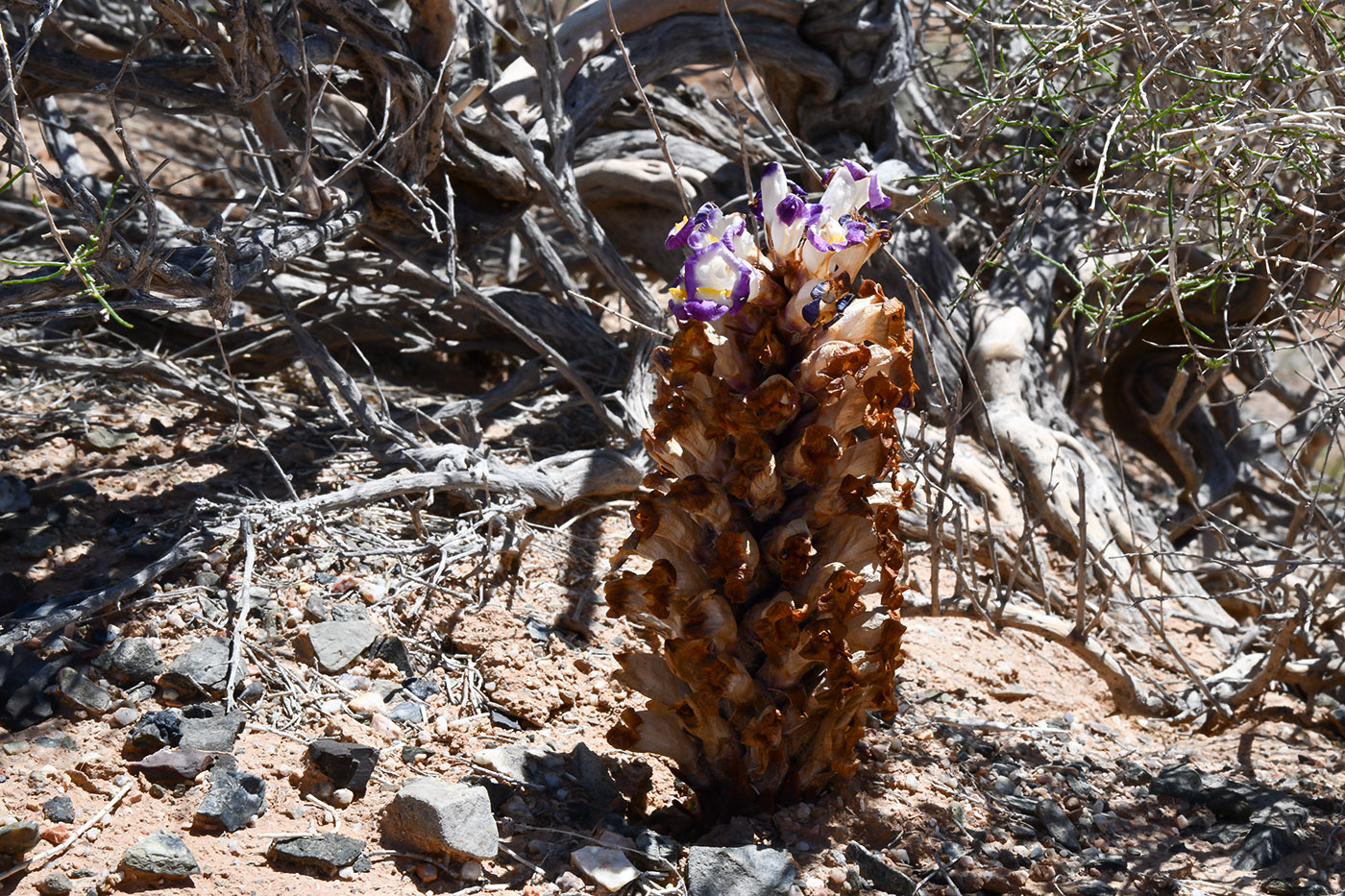 Image of Cistanche salsa specimen.
