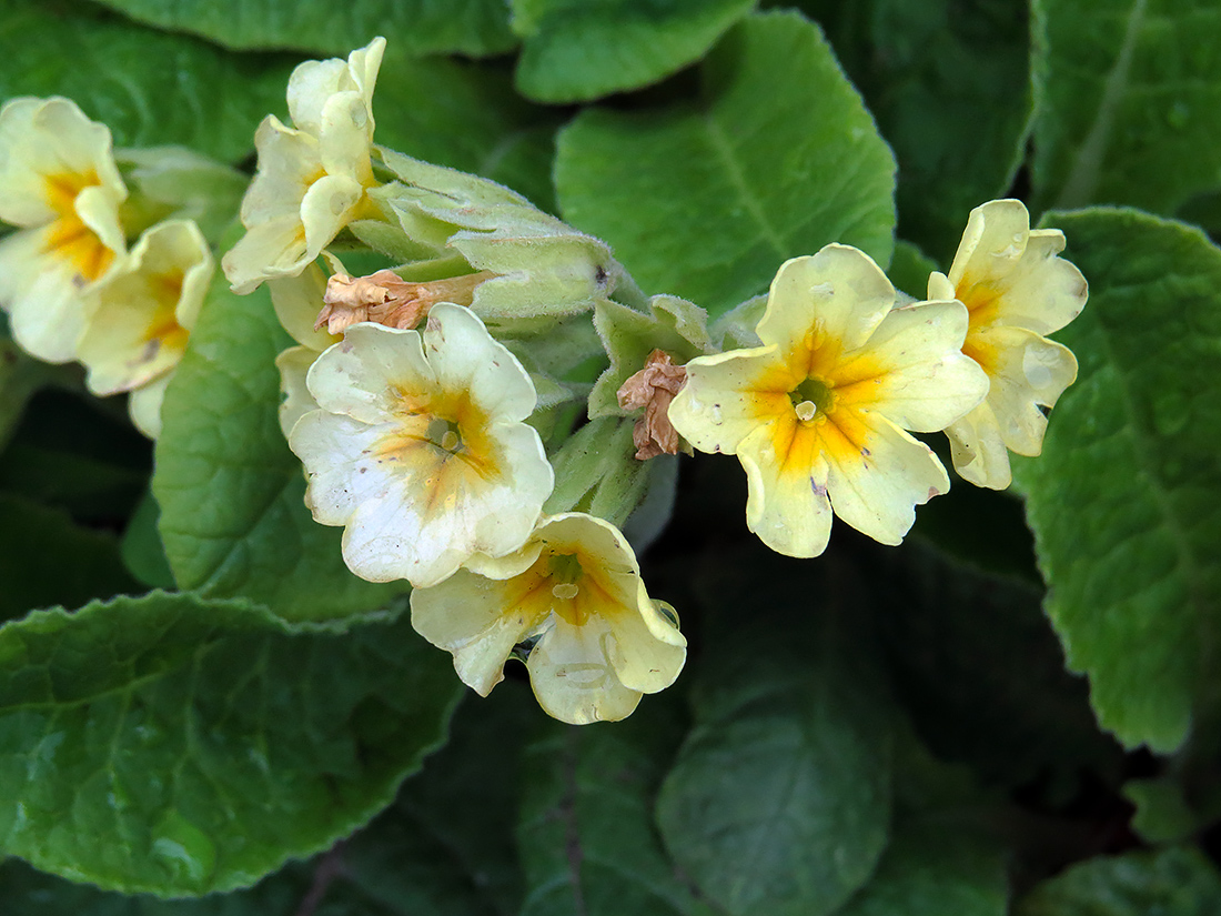 Image of Primula &times; polyantha specimen.