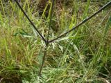 Scabiosa columbaria