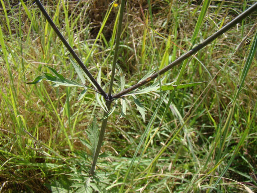 Изображение особи Scabiosa columbaria.