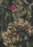 Picea abies