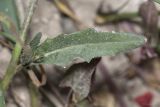 Chorispora tenella