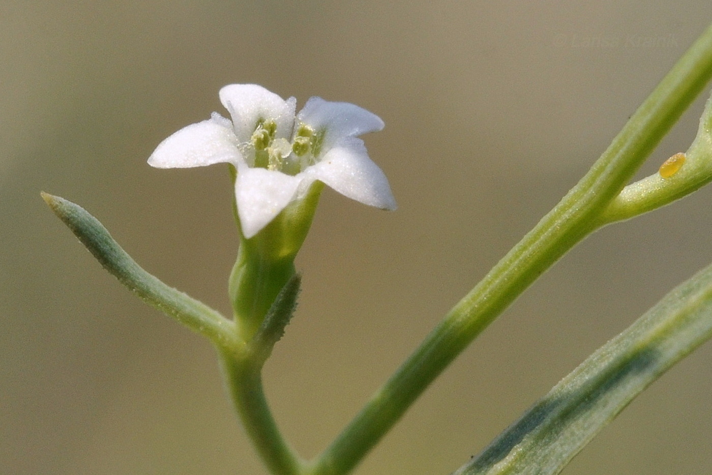 Image of Thesium chinense specimen.