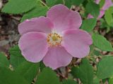 Rosa davurica. Цветок. Хабаровский край, окр. г. Комсомольск-на-Амуре, склон сопки, редкий лиственный лес. 04.06.2025.