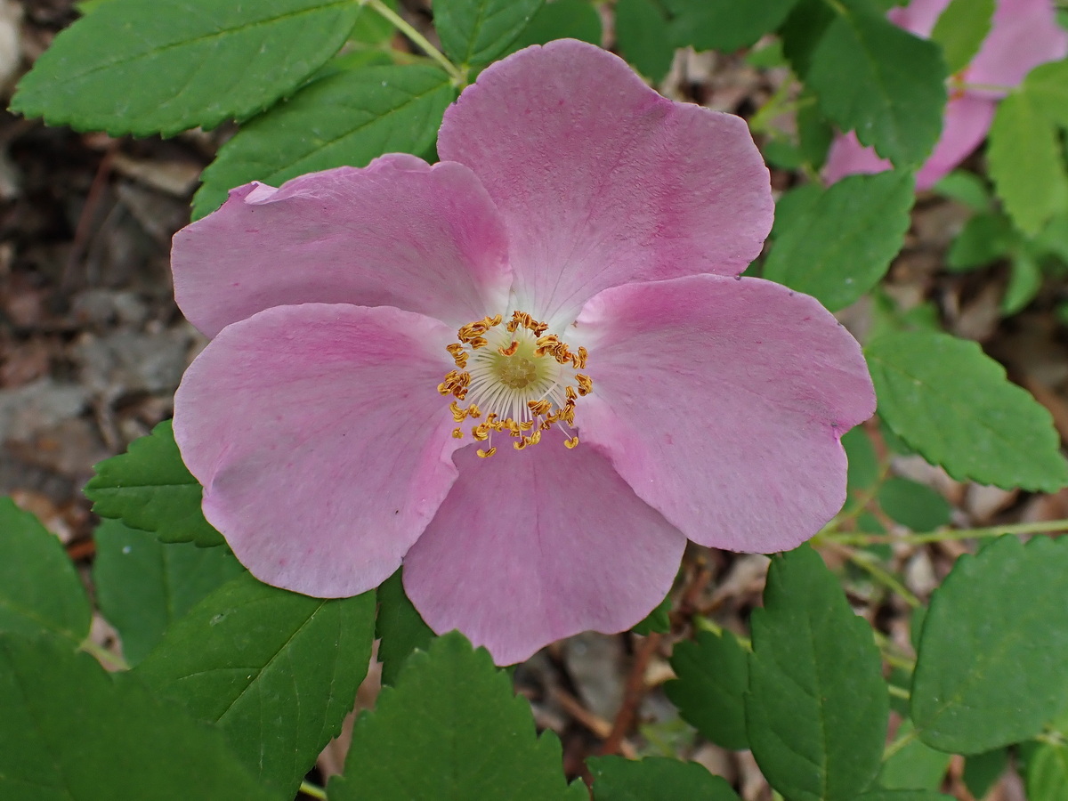 Image of Rosa davurica specimen.
