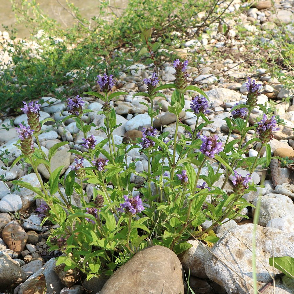 Image of Prunella vulgaris specimen.