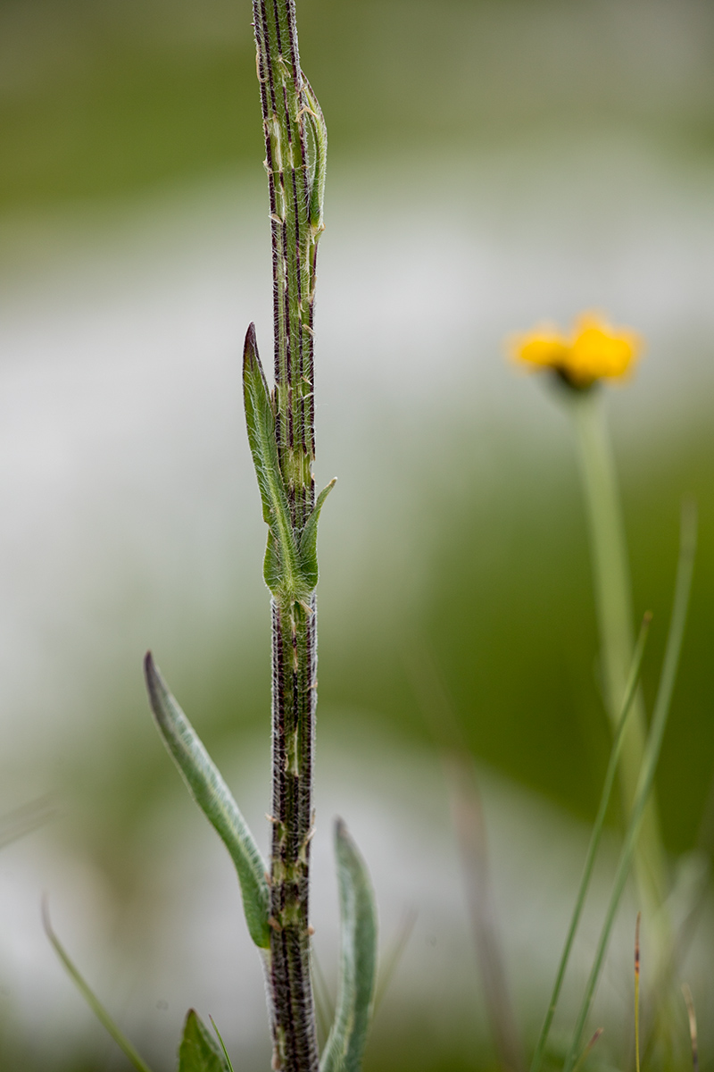 Image of genus Tephroseris specimen.
