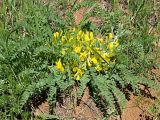 Astragalus henningii