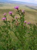Centaurea pseudophrygia
