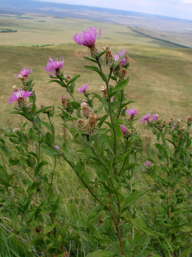 Image of Centaurea pseudophrygia specimen.