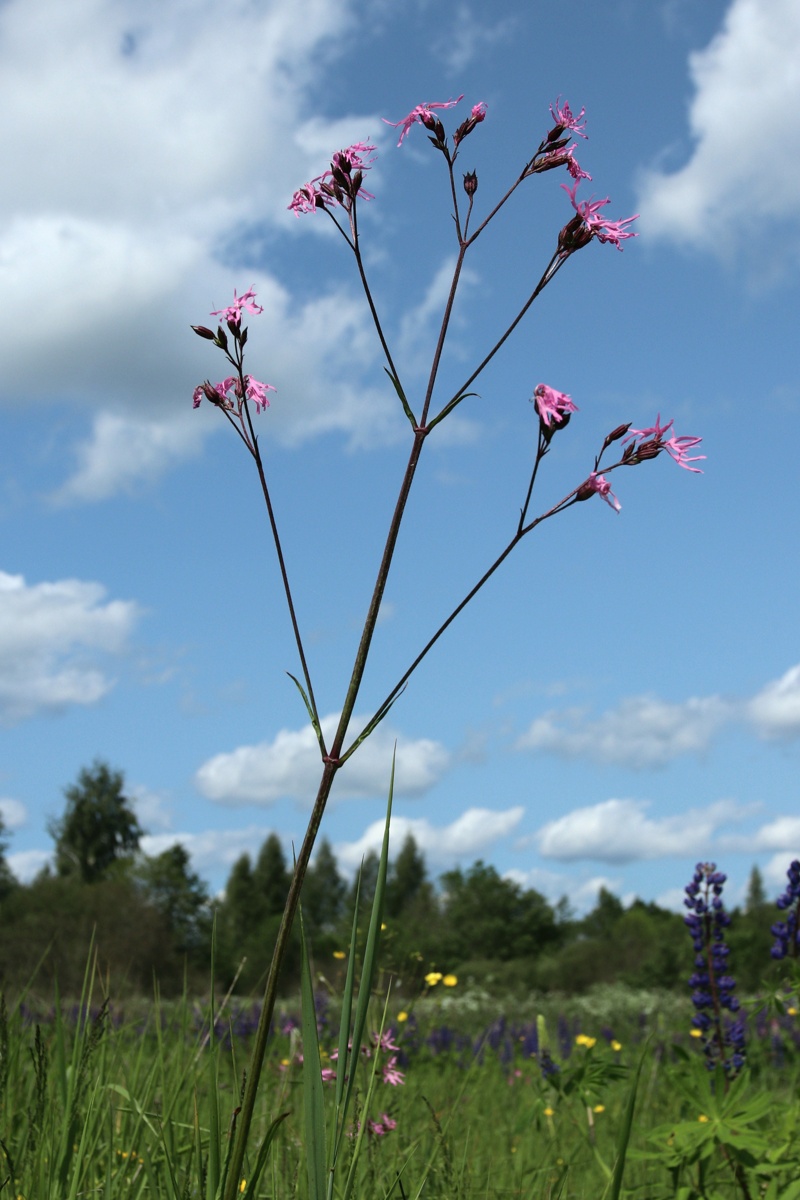 Изображение особи Coccyganthe flos-cuculi.