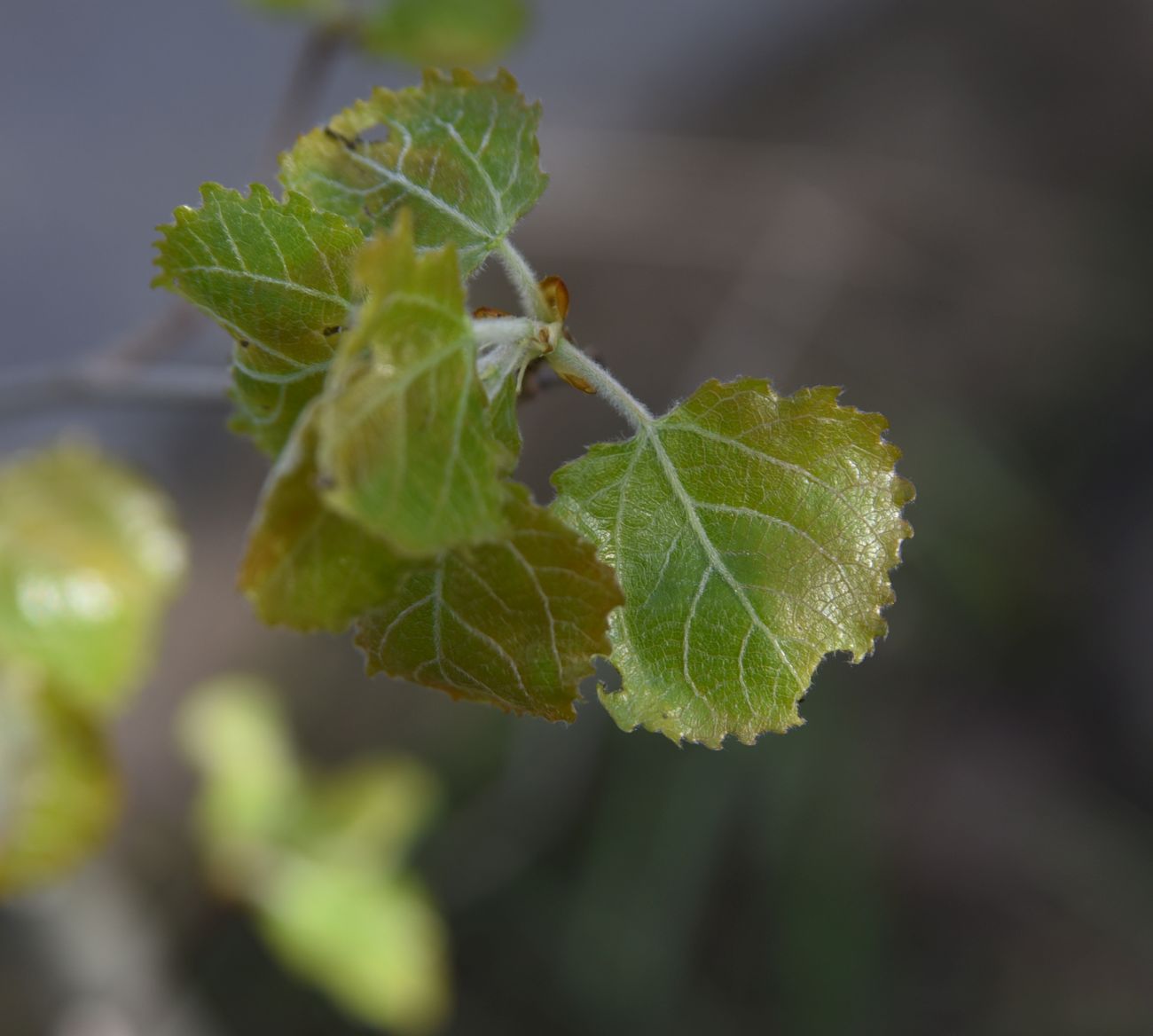 Image of Populus tremula specimen.