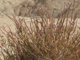Arthrophytum balchaschense. Веточки. Казахстан, Жетысуская обл., Панфиловский р-н, отроги Джунгарского Алатау, горы Долонтау, пестроцветы. 20 сентября 2025 г.