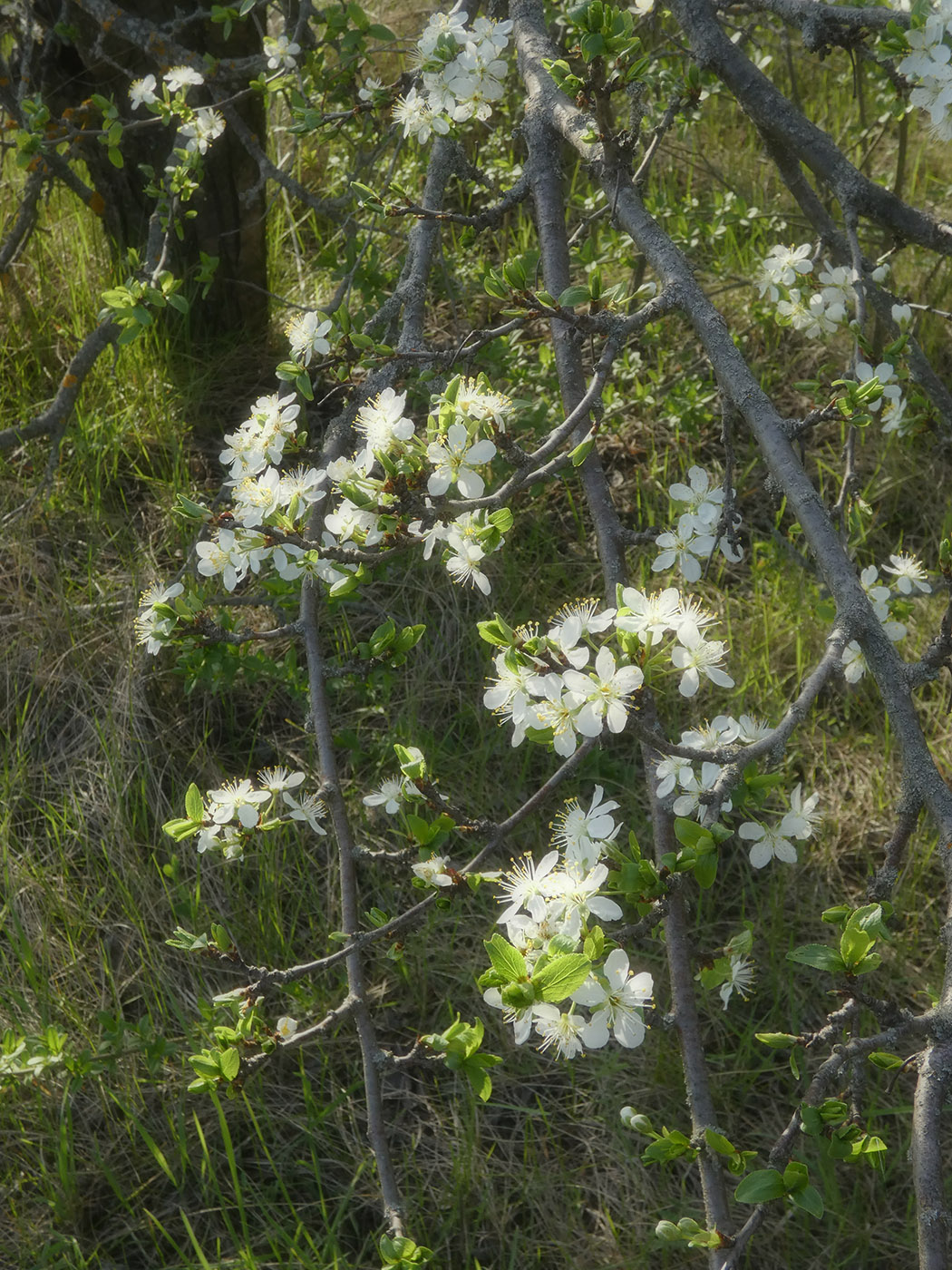Изображение особи Prunus domestica.