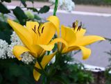 Смотреть изображение семейство Liliaceae
