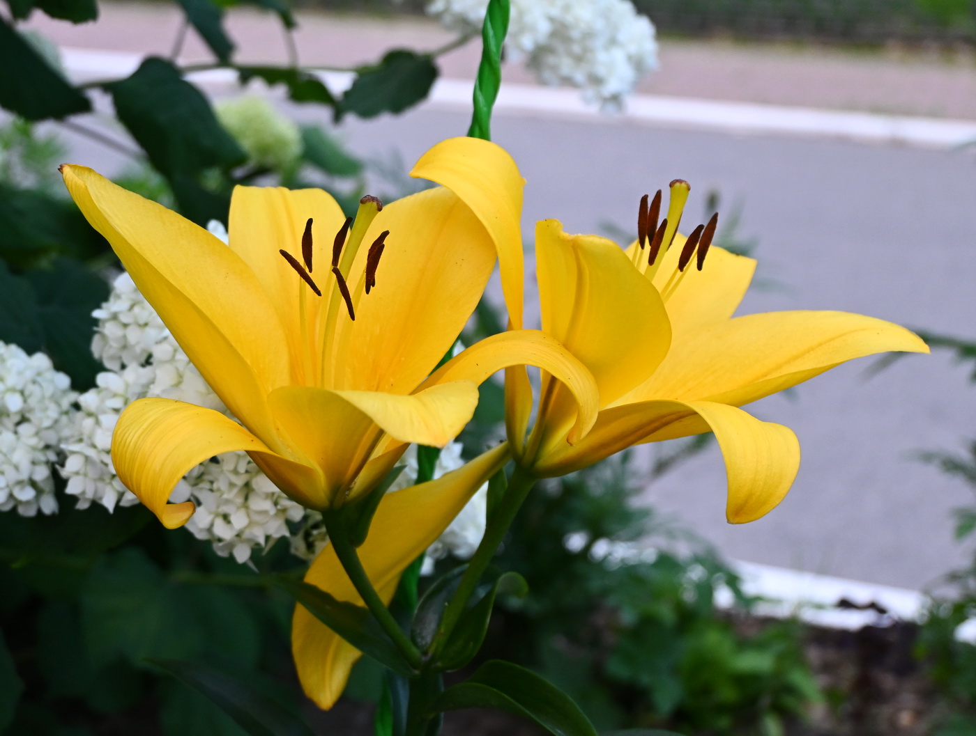 Изображение особи семейство Liliaceae.