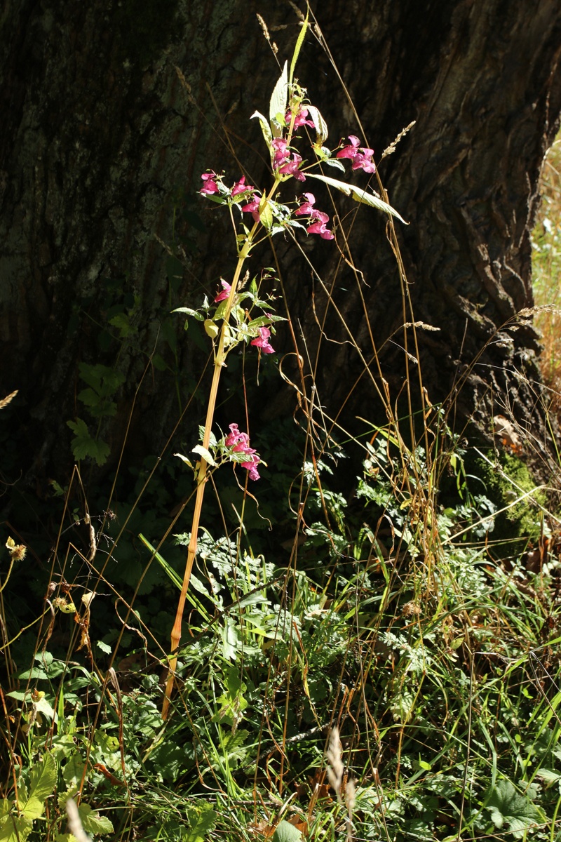 Изображение особи Impatiens glandulifera.
