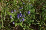 Aconitum consanguineum