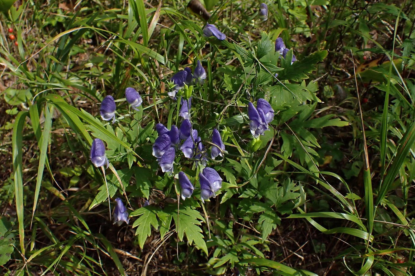 Изображение особи Aconitum consanguineum.