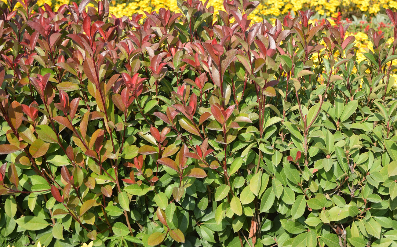 Image of Photinia &times; fraseri specimen.