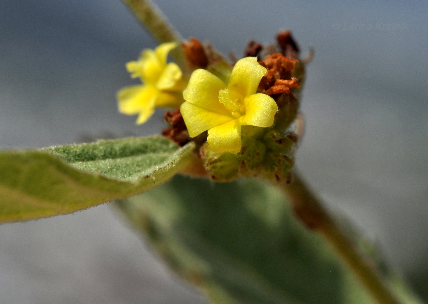 Изображение особи Waltheria indica.