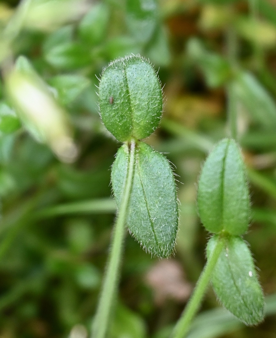 Изображение особи Cerastium holosteoides.