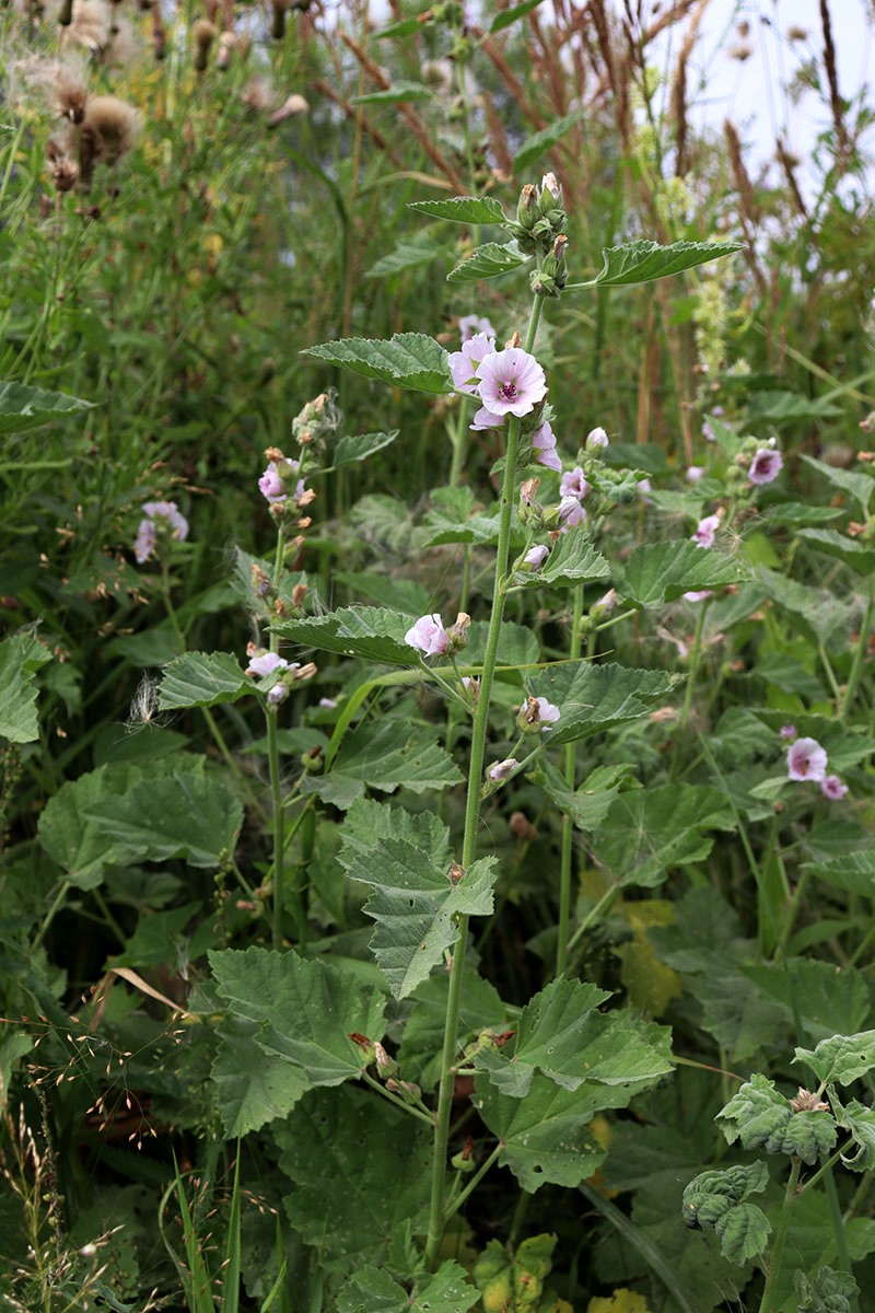 Изображение особи Althaea officinalis.