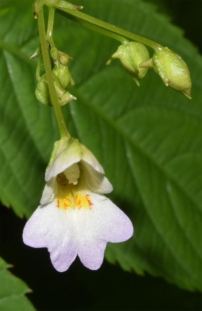 Image of Impatiens parviflora specimen.