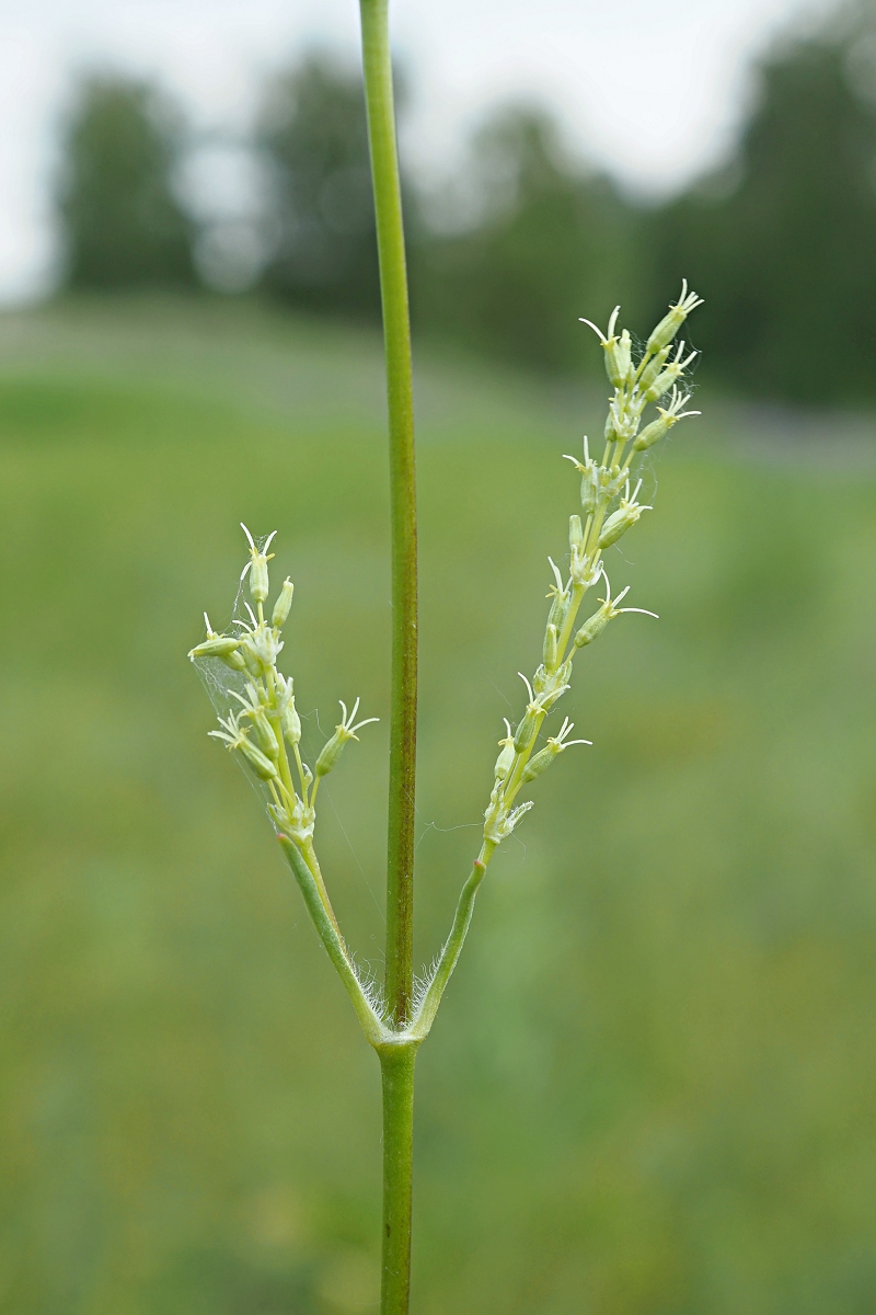 Image of Silene chersonensis specimen.