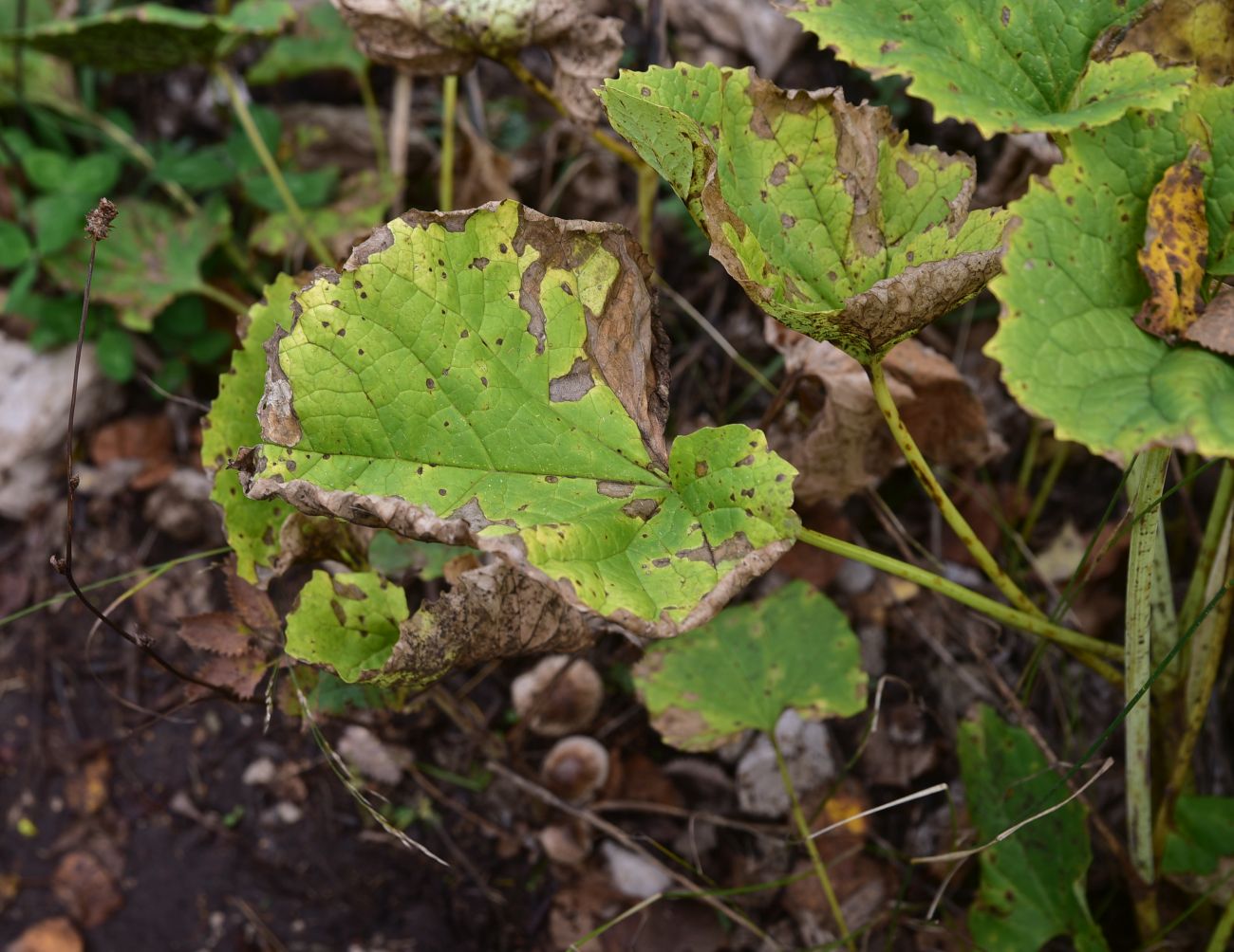 Image of Valeriana tiliifolia specimen.