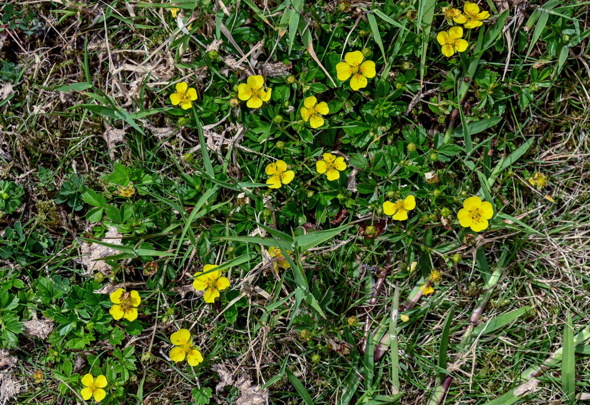 Изображение особи Potentilla anglica.