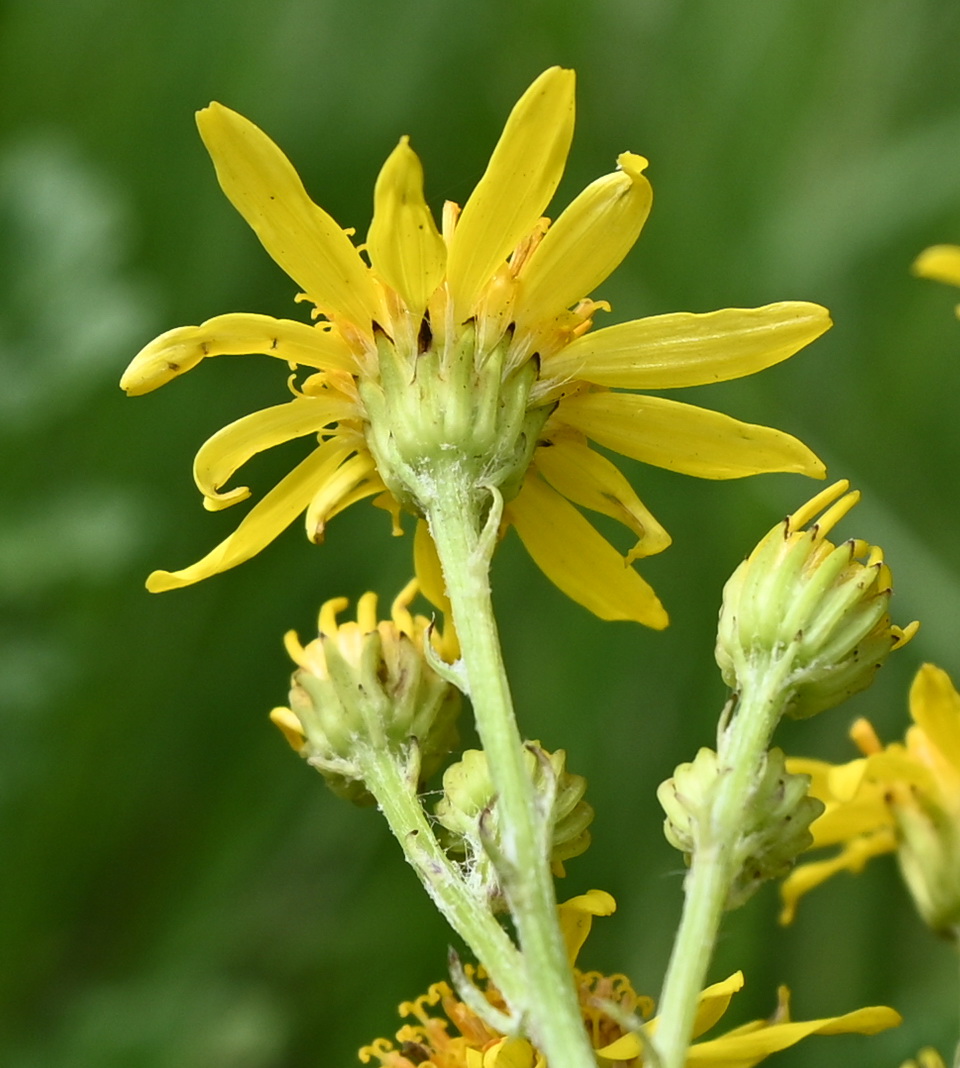 Image of genus Senecio specimen.