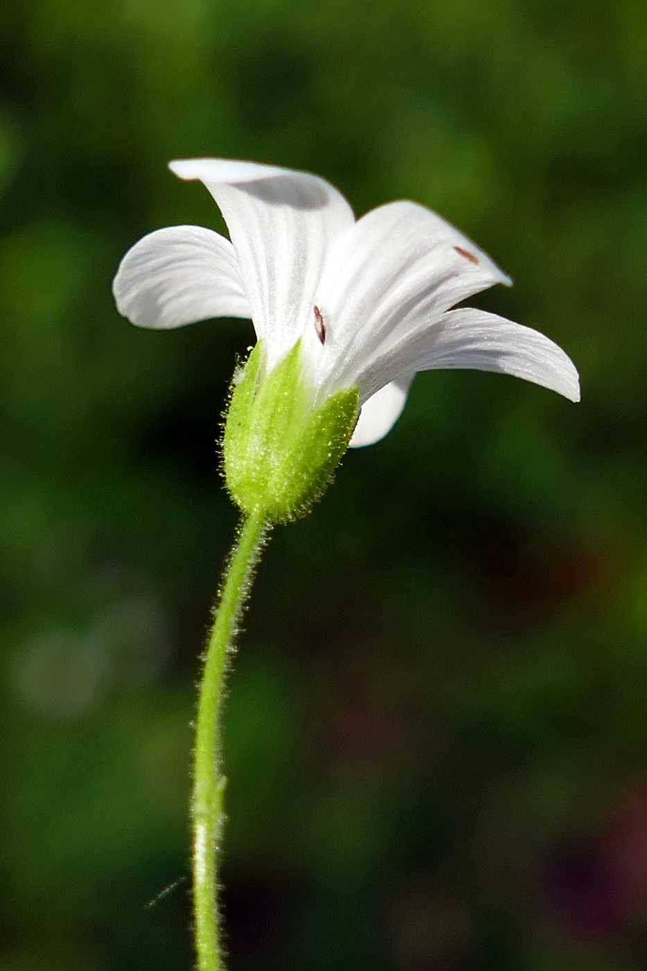 Image of Cerastium pauciflorum specimen.