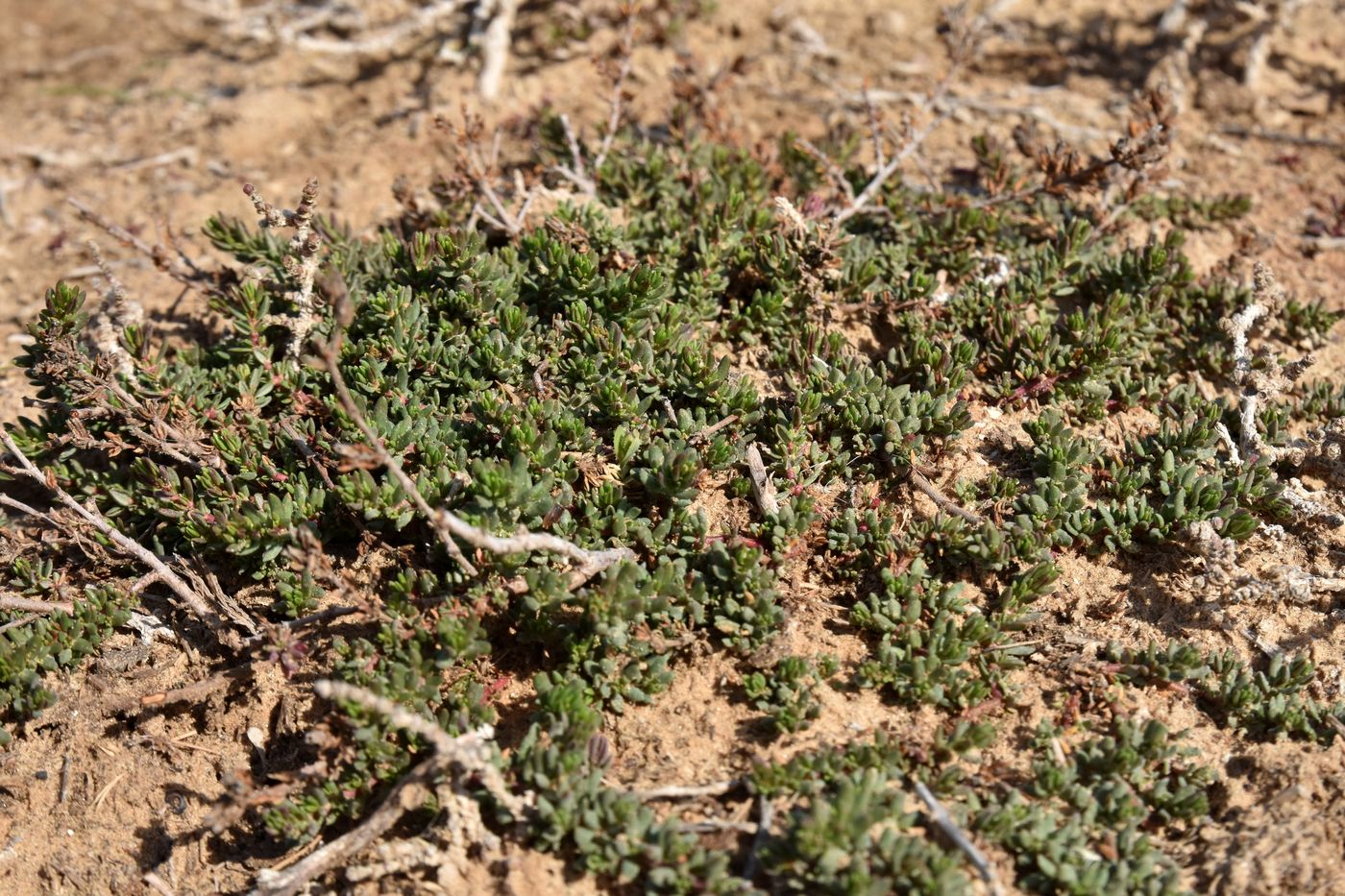 Изображение особи Frankenia hirsuta.