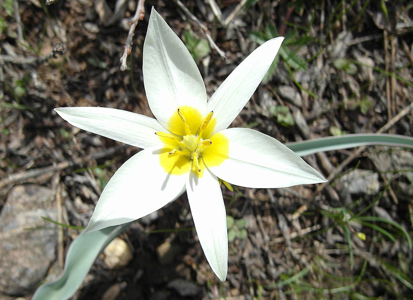 Изображение особи Tulipa turkestanica.