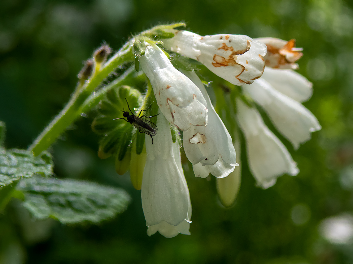 Изображение особи Symphytum tauricum.