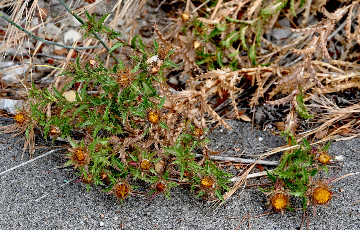 Image of Carlina hispanica specimen.