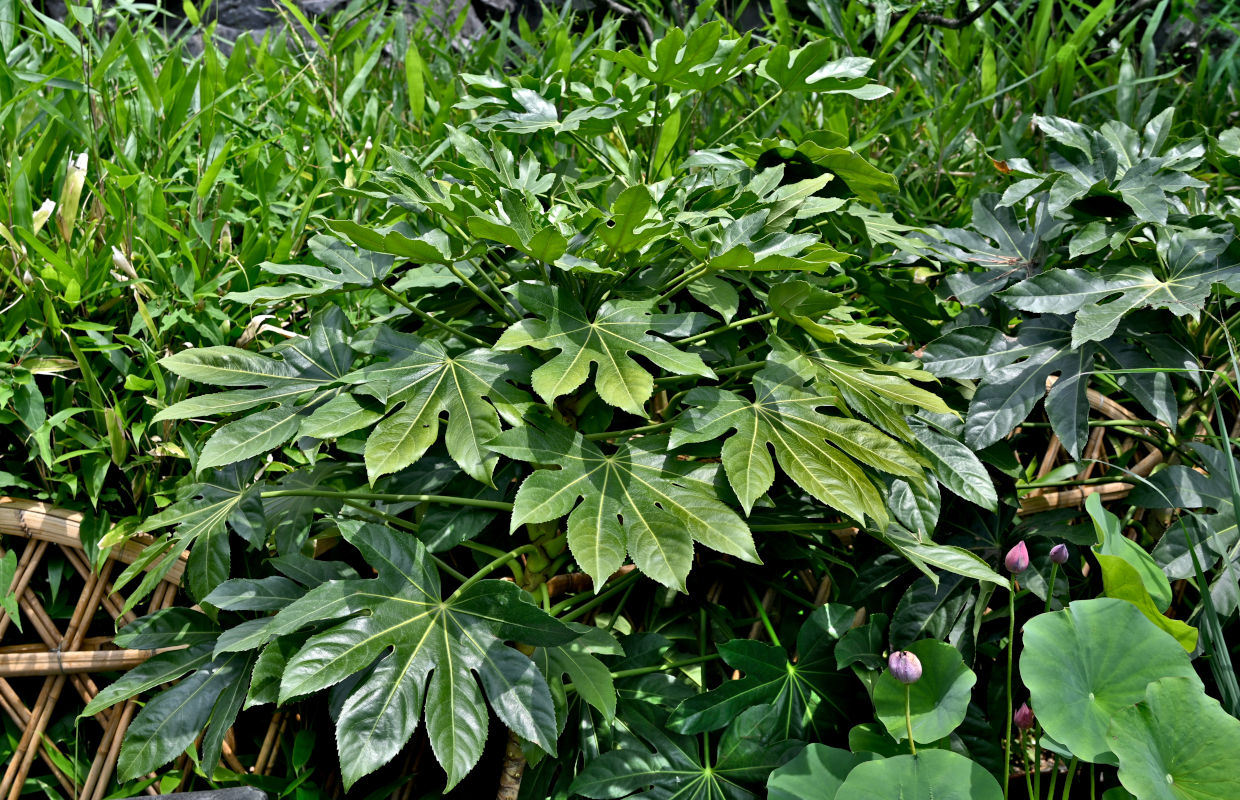 Изображение особи Fatsia japonica.