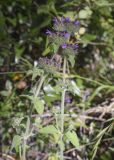 Clinopodium vulgare