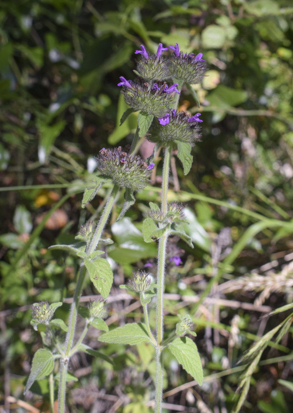 Image of Clinopodium vulgare specimen.
