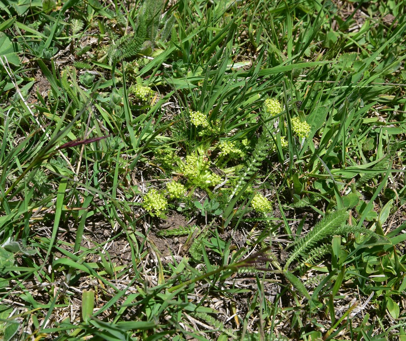 Image of familia Apiaceae specimen.
