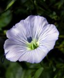 Linum usitatissimum