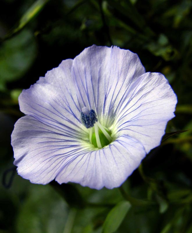 Image of Linum usitatissimum specimen.