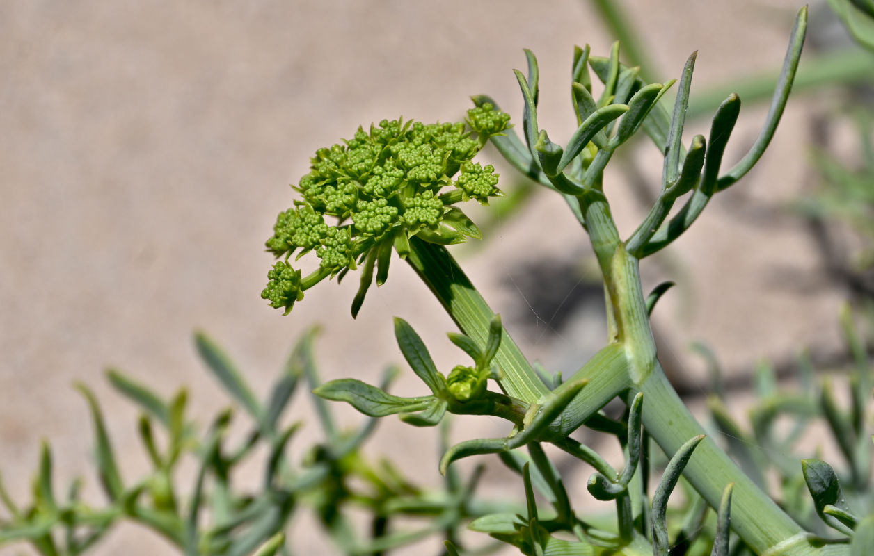 Изображение особи Crithmum maritimum.