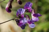 Lathyrus palustris. Соцветие. Ленинградская обл., Ломоносовский р-н, окр. Шепелёвского маяка; п-ов Каравалдай, южная оконечность, берег Финского залива, приморский луг. 20.06.2026.